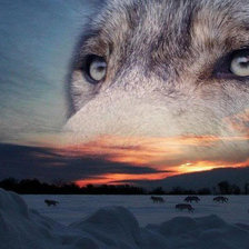 Схема вышивки «закат волка»