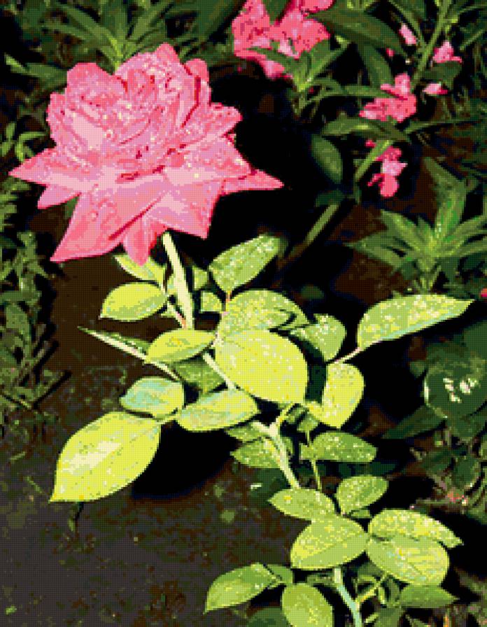 №304894 - рза, цветы, розы - предпросмотр