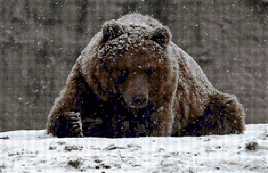 медведь 3 - предпросмотр