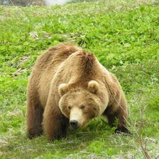 Схема вышивки «медведь 4»