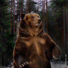 Схема вышивки «медведь 8»