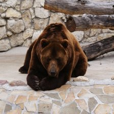 Схема вышивки «медведь 9»