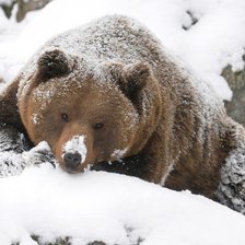 Схема вышивки «медведь 11»