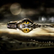 Схема вышивки «аллигатор»