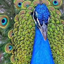 Схема вышивки «Павлин»