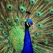 Схема вышивки «Павлин»