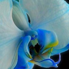 Синяя орхидея