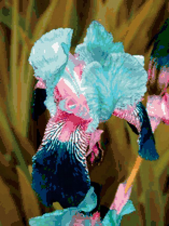 Ирис - цветы, ирисы - предпросмотр