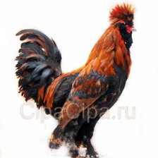 Схема вышивки «Павловский петух»