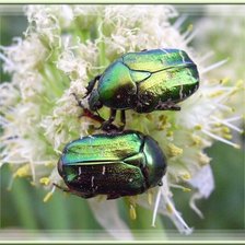 Схема вышивки «насикомые»