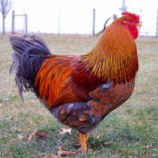 Схема вышивки «Русский петух»