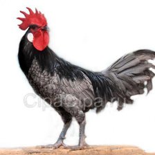 Петух прованса 2