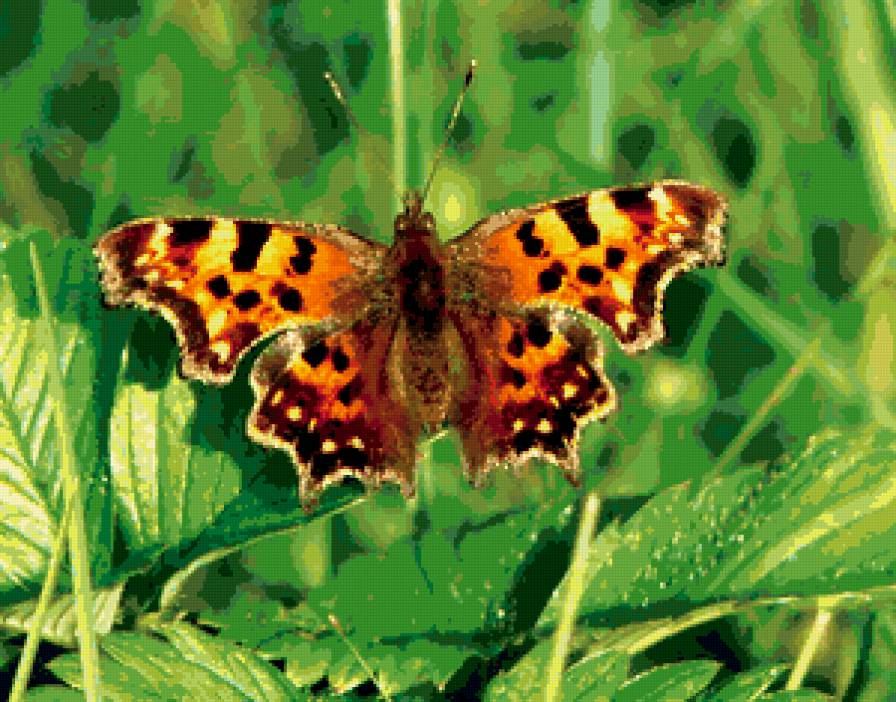 Бабочка - животные, насекомые, природа - предпросмотр