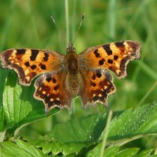 Схема вышивки «Бабочка»