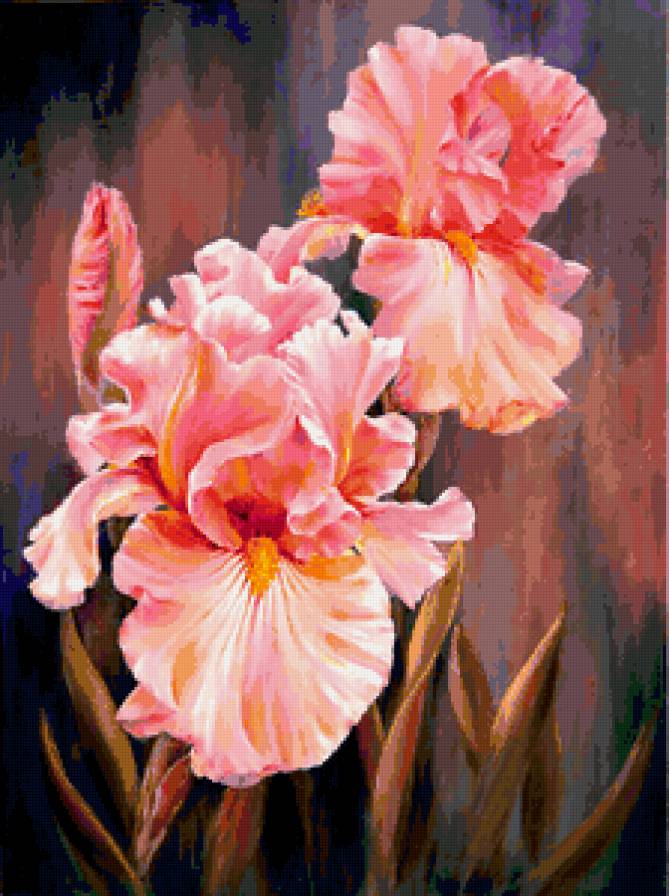 Розовые ирисы - картина, цветы - предпросмотр