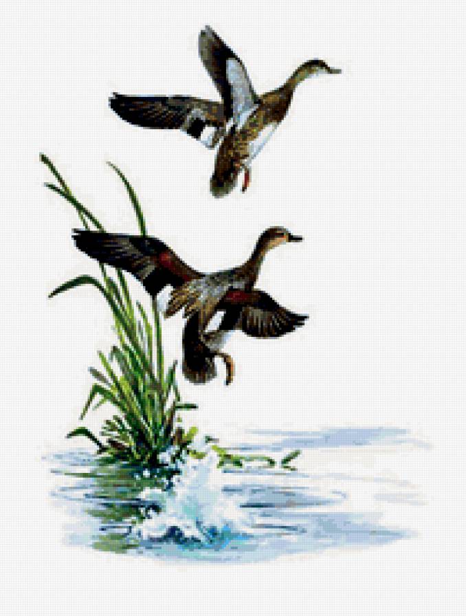 полет - птицы - предпросмотр