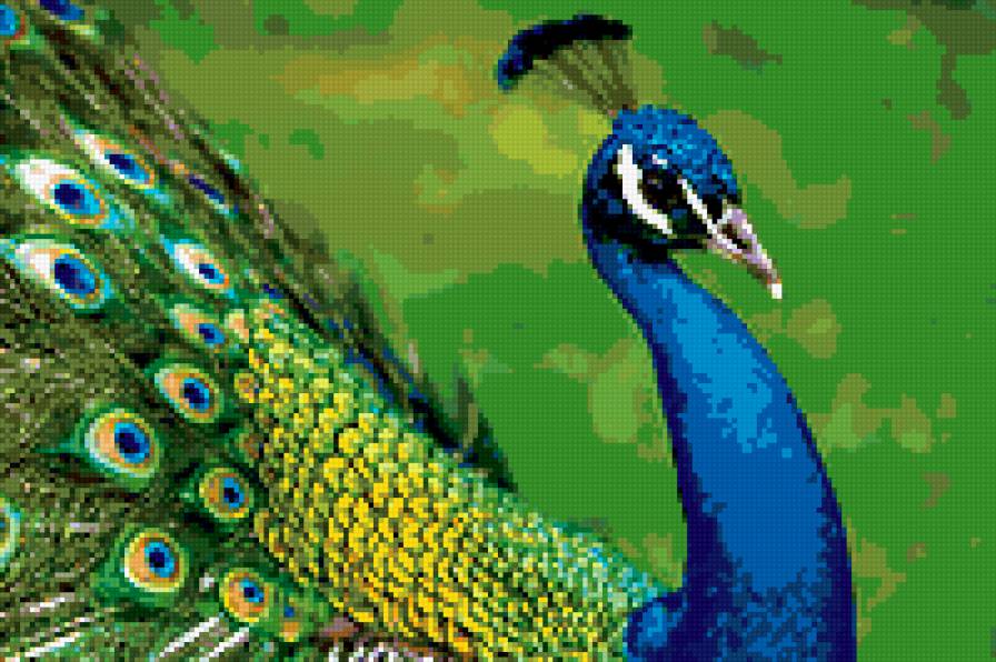 павлин - птицы - предпросмотр