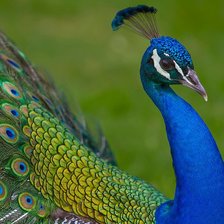 Схема вышивки «павлин»