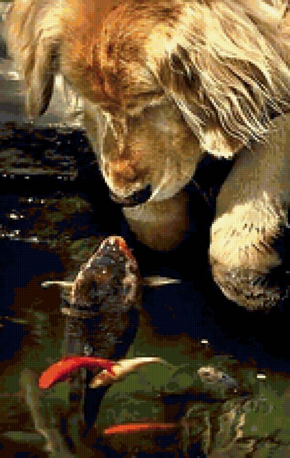 Отражение - рыба, рыбка, собака - предпросмотр