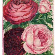 Схема вышивки «65444»