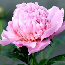 Схема вышивки «Розовый пион»