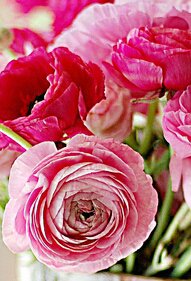 Бутоны пионов - бутон, пионы - оригинал