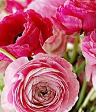 Бутоны пионов