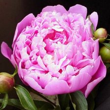 Схема вышивки «Розовый пион»