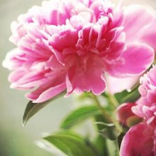 Схема вышивки «Пион»