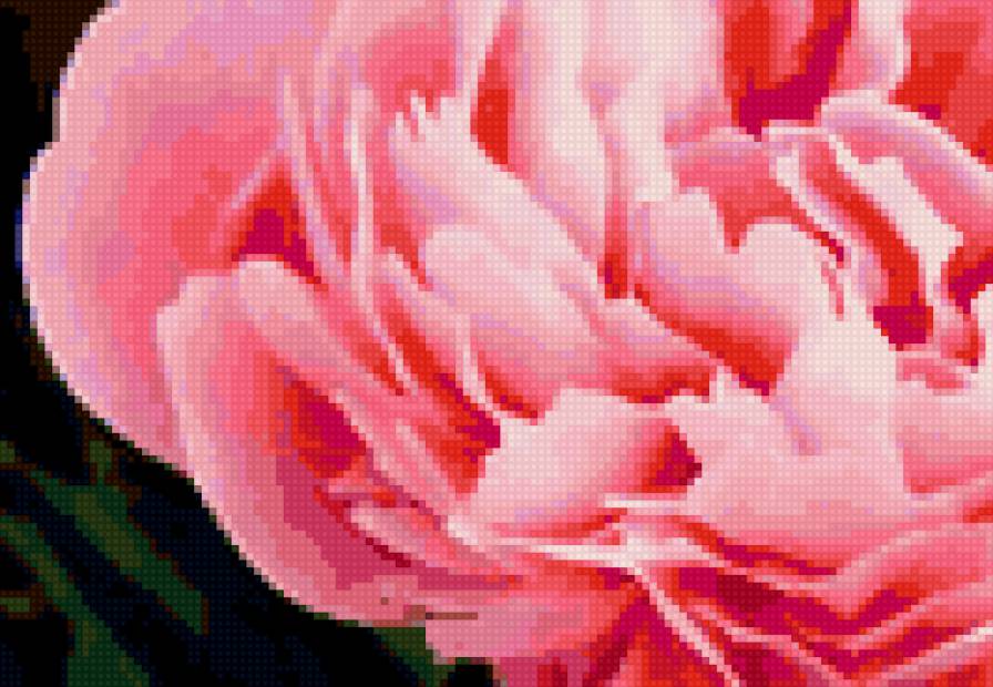 Пион - пион - предпросмотр