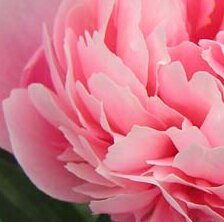 Схема вышивки «Пион»