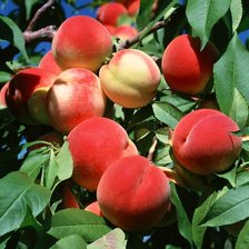 Схема вышивки «Персики»