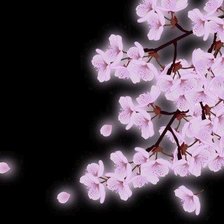 Схема вышивки «Сакура»