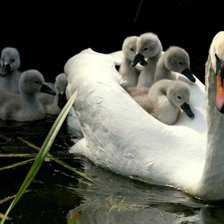 Схема вышивки «лебеди»