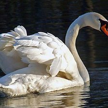 Схема вышивки «королева красоты»