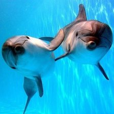 Схема вышивки «Дельфины»