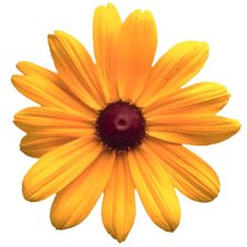 Схема вышивки «цветок на подушку»