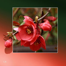 Весенний цвет