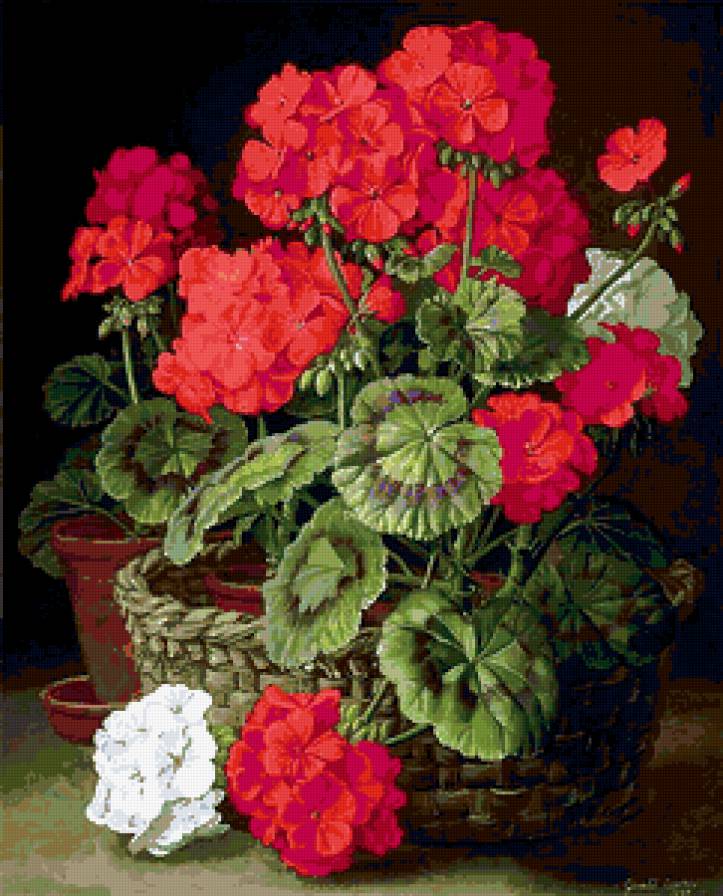 Герань - цветы - предпросмотр