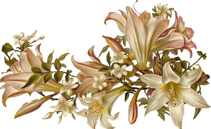 лилии - оригинал