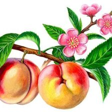 Схема вышивки «№306481»