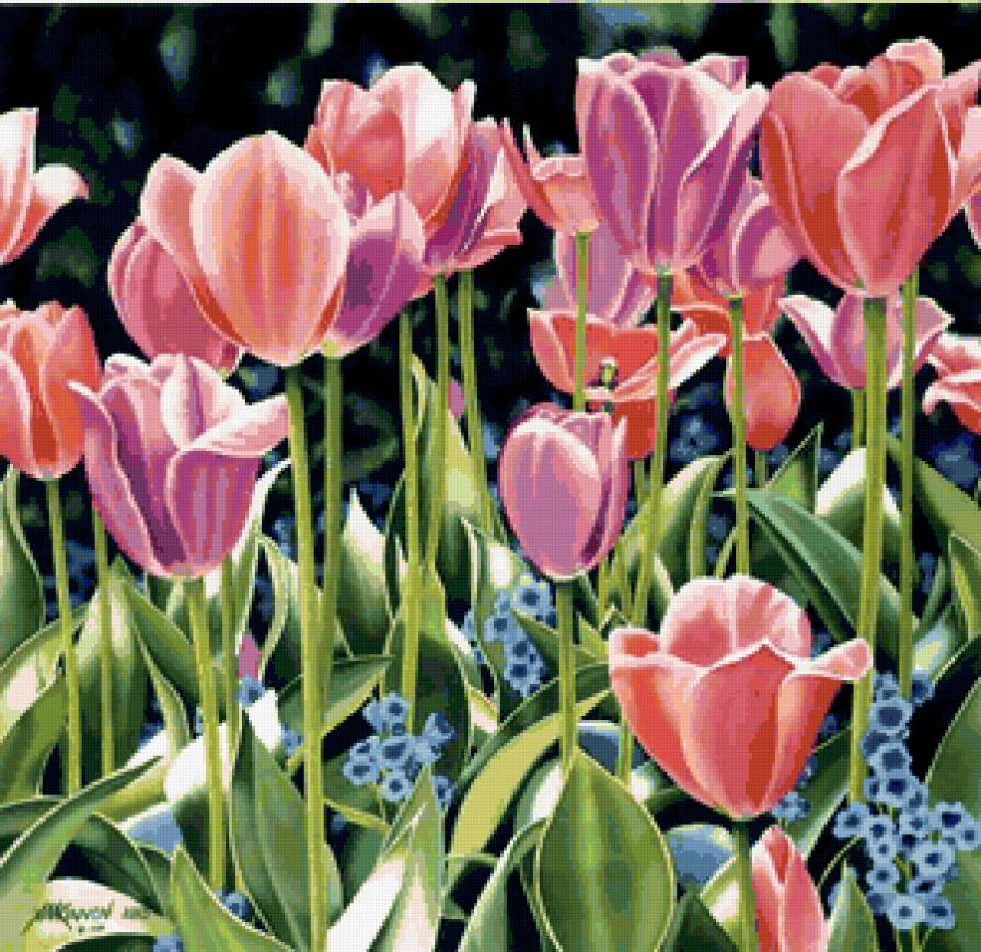 тюльпаны - цветы - предпросмотр
