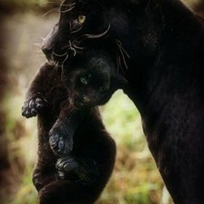 Схема вышивки «039»