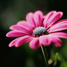 Розовый цветок