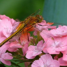 Схема вышивки «стрекоза»