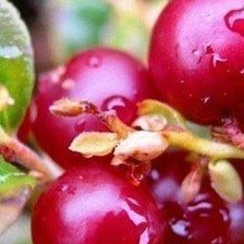 Схема вышивки «053»