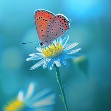 Схема вышивки «058»