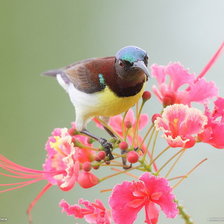 Схема вышивки «птичка»