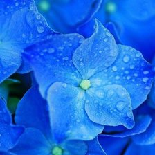 Схема вышивки «063»