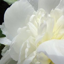 Схема вышивки «065»